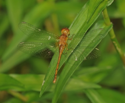 Female teneral
3 Aug 2014  Floyd